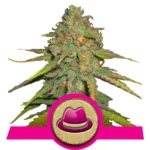 OG Kush Cannabis Samen