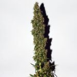 Original Afghani reguläre Cannabis Samen