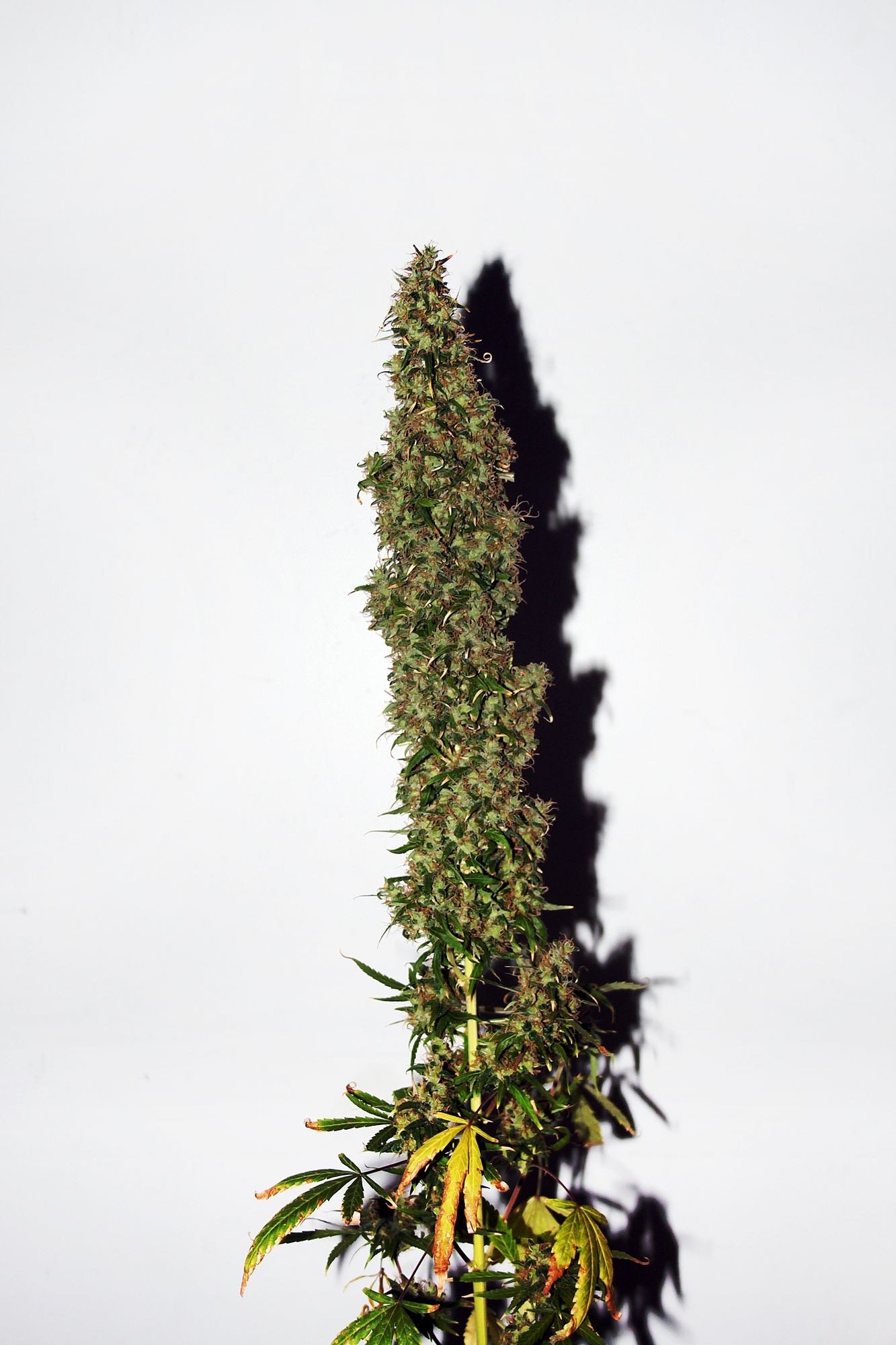 Original Afghani Reguläre Cannabis Samen Original Afghani reguläre Cannabis Samen