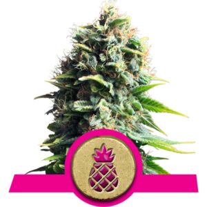 Pineapple Cannabis Samen