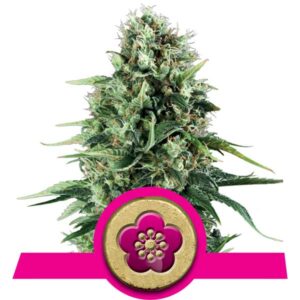 Power Flower Cannabis Samen