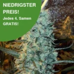 Power Plant Cannabis Samen