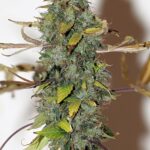 Purple Bud reguläre Cannabis Samen