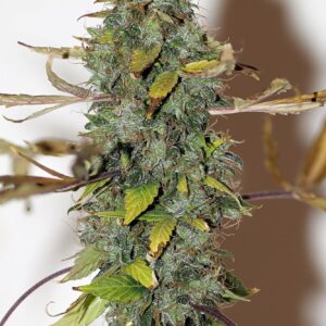 Purple Bud reguläre Cannabis Samen