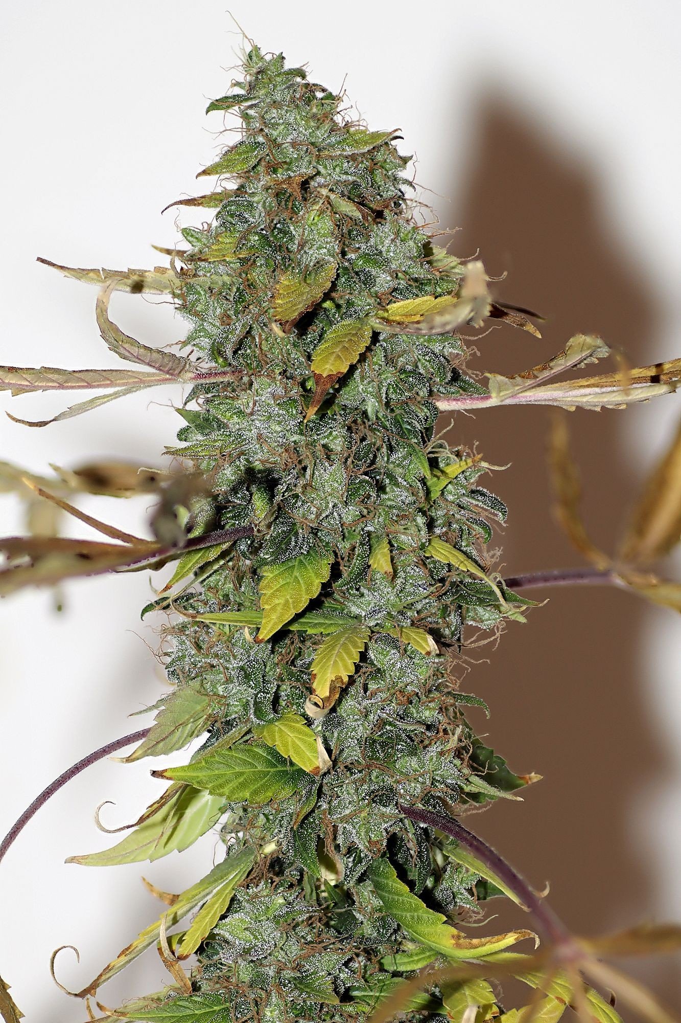 Purple Bud Reguläre Cannabis Samen Purple Bud reguläre Cannabis Samen