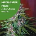 Purple Haze Cannabis Samen
