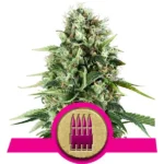Royal AK Cannabis Samen