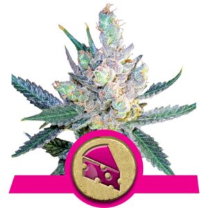Royal Cheese Cannabis Samen