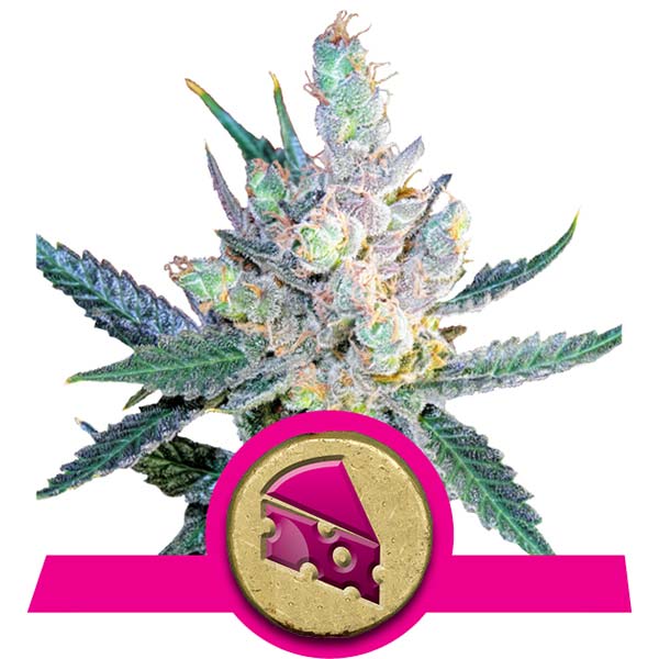 Royal Cheese Cannabis Samen Royal Cheese Cannabis Samen