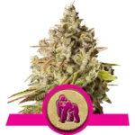 Royal Gorilla Cannabis Samen