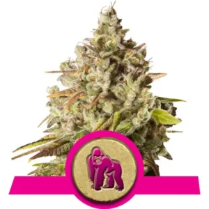 Royal Gorilla Cannabis Samen
