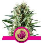 Royal Cookie Cannabis Samen