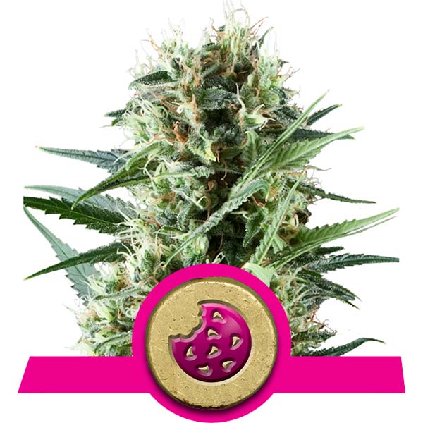 Royal Cookie Cannabis Samen Royal Cookie Cannabis Samen