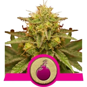 Royal Domina Cannabis Samen