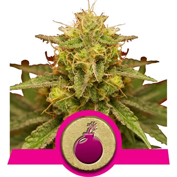 Royal Domina Cannabis Samen Royal Domina Cannabis Samen
