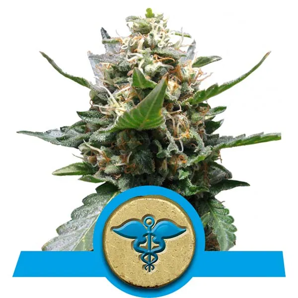 Royal Medic Cannabis Samen Royal Medic Cannabis Samen