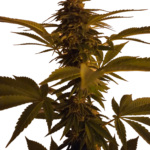 Runtz Autoflower Cannabis Samen