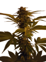 Runtz Autoflower Cannabis Samen
