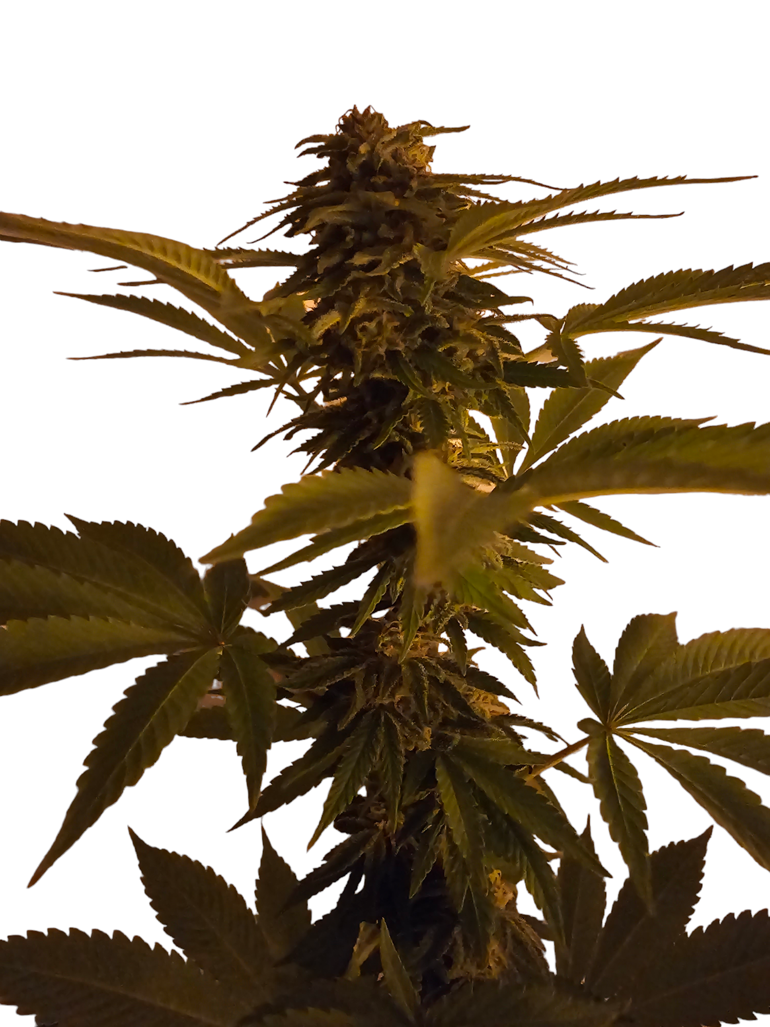 Runtz Auto Runtz Autoflower Cannabis Samen