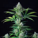 Runtz Cannabispflanze