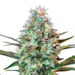 Runtz Cannabis Samen