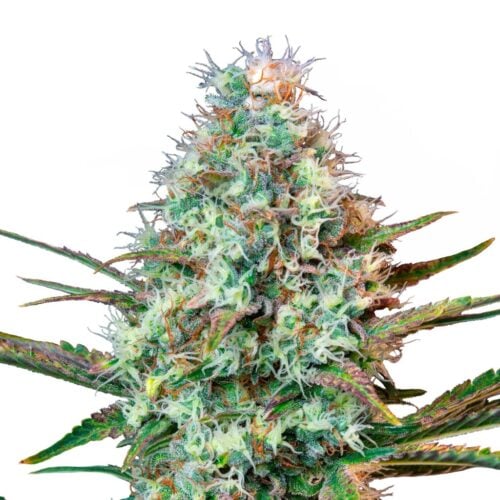 Runtz Cannabis Samen