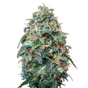 Sherbet Queen Gold skaliert 1