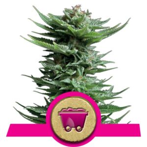 Shining Silver Haze Cannabis Samen
