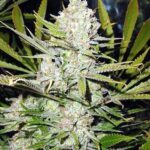 Silver Haze regular
