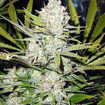 Worauf solltest du beim Anbau von Cannabis achten? 3 Silver haze regular