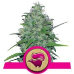 Skunk XL Cannabis Samen