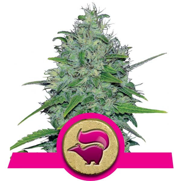 Skunk XL Cannabis Samen Skunk XL Cannabis Samen