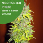 Somango Cannabis Samen 1