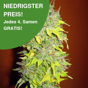 Somango Cannabis Samen 1
