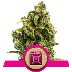 Sour Diesel Cannabis Samen