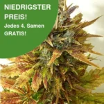 Sour Diesel Haze Autoflower 1