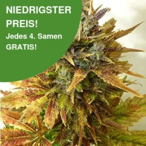 Sour Diesel Haze Autoflower 1