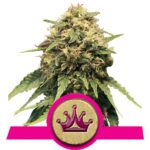 Special Queen Cannabis Samen