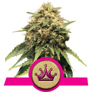 Special Queen Cannabis Samen
