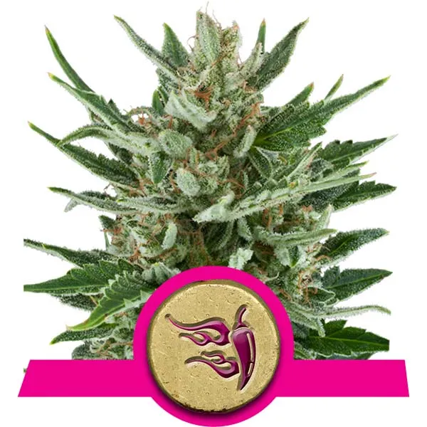 Speedy Chile Cannabis Samen Speedy Chile Cannabis Samen