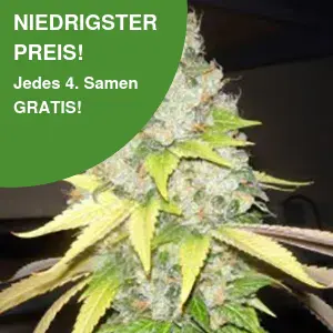 Strawberry Cough Cannabis Samen