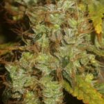 Sugar Haze reguläre Cannabis Samen
