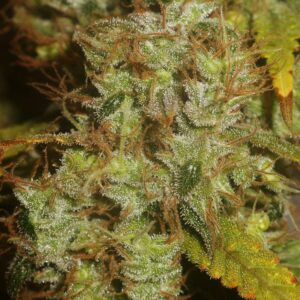 Sugar Haze reguläre Cannabis Samen