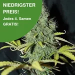 Sweet Tooth Autoflower Cannabis Samen