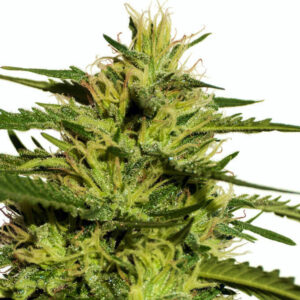 Top 44 Cannabis Samen