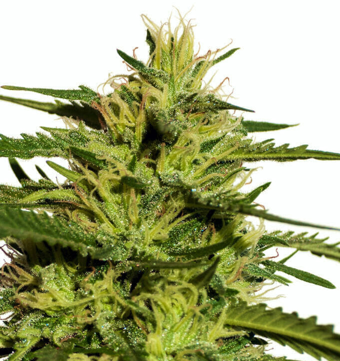 Top 44 Cannabis Samen Top 44 Cannabis Samen