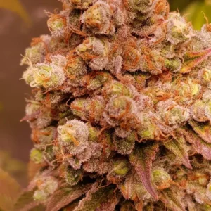 Watermeloen ICE Autoflower