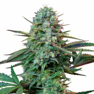 Wedding Cake Punch Gold