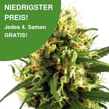 White Haze Autoflower 10er Pack White Haze Autoflower 10er Pack
