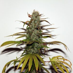 White Widow reguläre Cannabis Samen